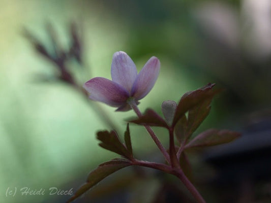 Anemone nemorosa 'Blue Bonnet' - Herrenkamper Gärten - Pflanzenraritäten