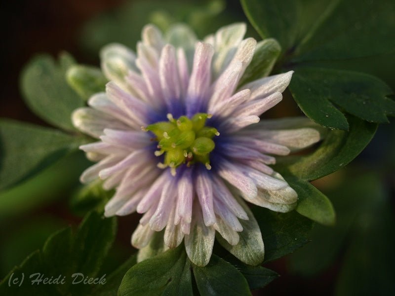 Anemone nemorosa 'Blue Eyes' - Herrenkamper Gärten - Pflanzenraritäten