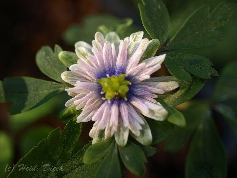 Anemone nemorosa 'Blue Eyes' - Herrenkamper Gärten - Pflanzenraritäten