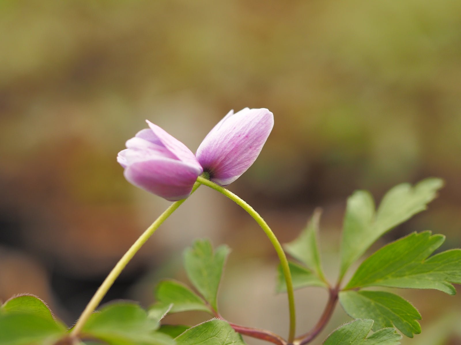 Anemone nemorosa – Herrenkamper Gärten - Pflanzenraritäten