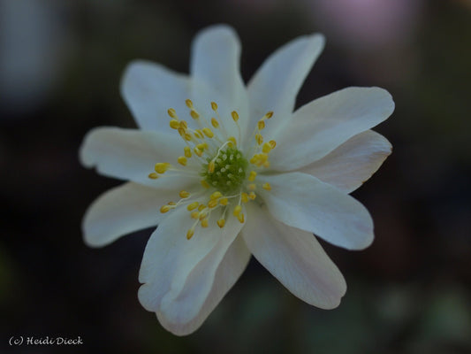 Anemone nemorosa 'Bohemia' - Herrenkamper Gärten - Pflanzenraritäten