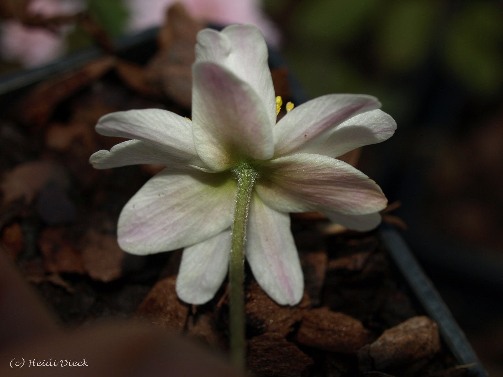 Anemone nemorosa 'Bohemia' - Herrenkamper Gärten - Pflanzenraritäten