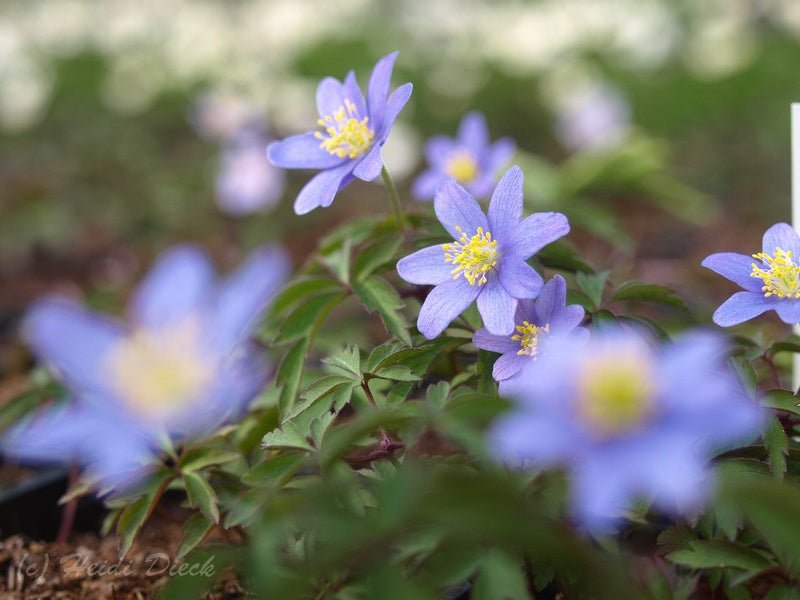 Anemone nemorosa 'Bowles Purple' - Herrenkamper Gärten - Pflanzenraritäten