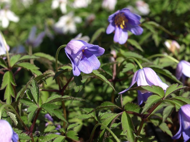 Anemone nemorosa 'Bowles Purple' - Herrenkamper Gärten - Pflanzenraritäten