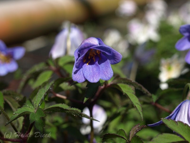 Anemone nemorosa 'Bowles Purple' - Herrenkamper Gärten - Pflanzenraritäten