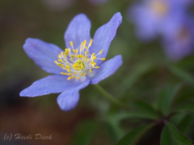 Anemone nemorosa 'Bowles Purple' - Herrenkamper Gärten - Pflanzenraritäten