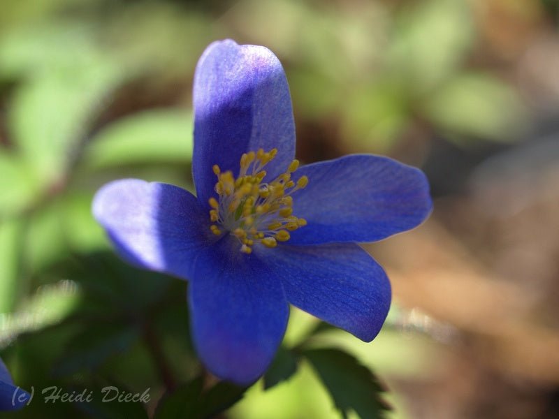 Anemone nemorosa 'Bowles Purple' - Herrenkamper Gärten - Pflanzenraritäten