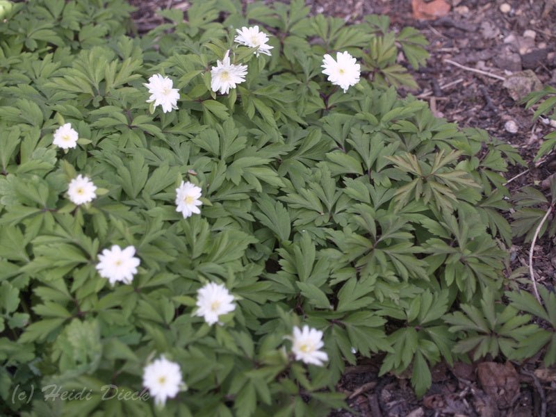 Anemone nemorosa 'Bracteata Pleniflora' - Herrenkamper Gärten - Pflanzenraritäten