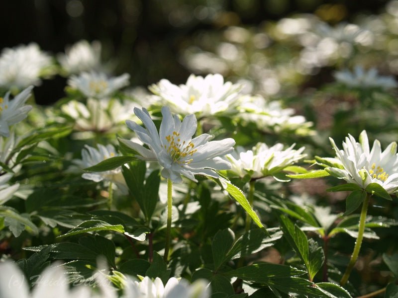 Anemone nemorosa 'Bracteata Pleniflora' - Herrenkamper Gärten - Pflanzenraritäten