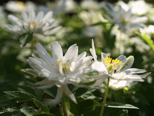 Anemone nemorosa 'Bracteata Pleniflora' - Herrenkamper Gärten - Pflanzenraritäten