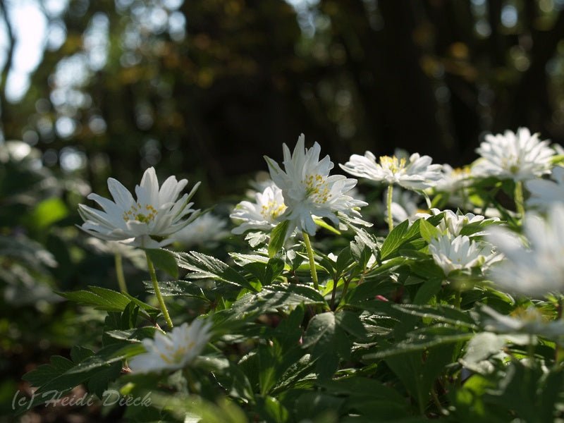 Anemone nemorosa 'Bracteata Pleniflora' - Herrenkamper Gärten - Pflanzenraritäten