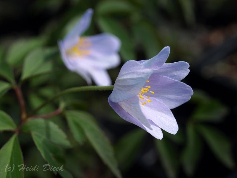 Anemone nemorosa 'Caerulea' - Herrenkamper Gärten - Pflanzenraritäten