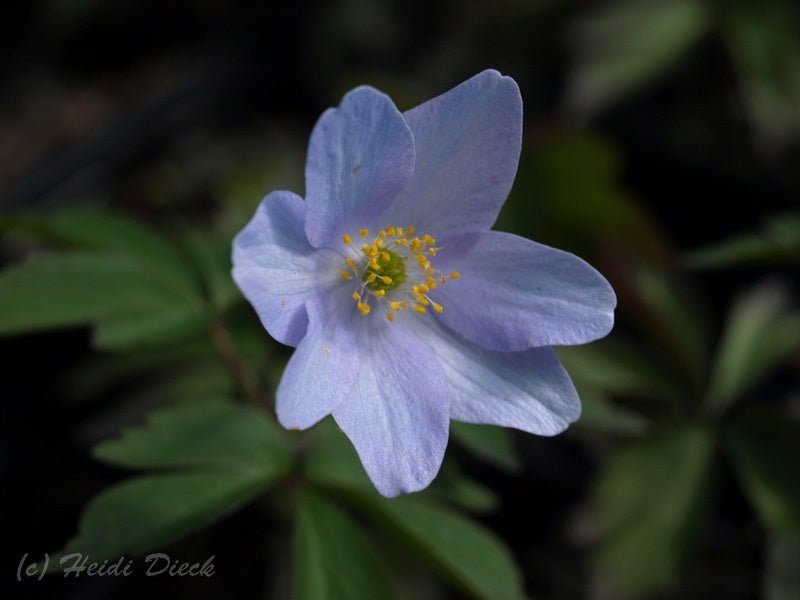 Anemone nemorosa 'Caerulea' - Herrenkamper Gärten - Pflanzenraritäten