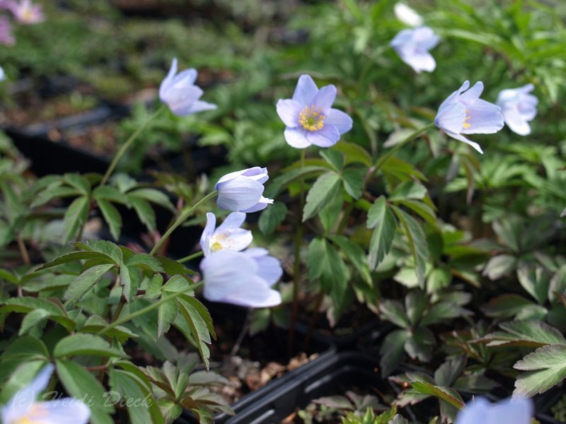 Anemone nemorosa 'Caerulea' - Herrenkamper Gärten - Pflanzenraritäten