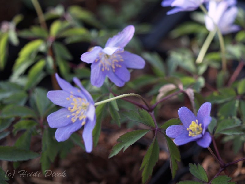 Anemone nemorosa 'Caerulea' - Herrenkamper Gärten - Pflanzenraritäten