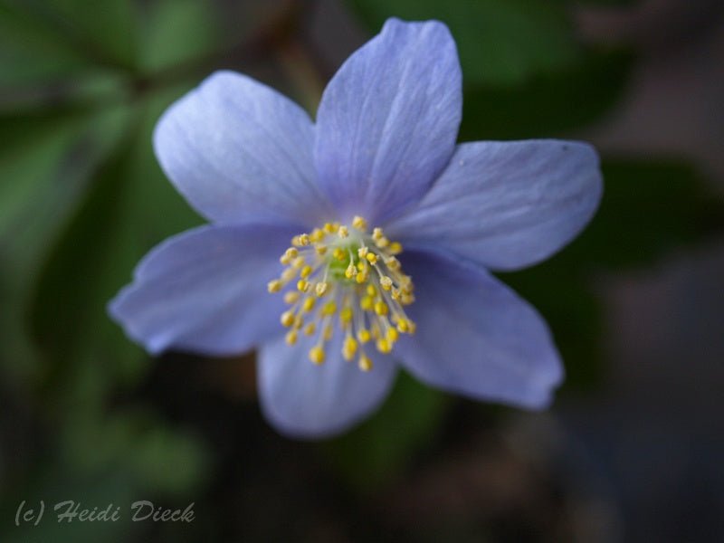 Anemone nemorosa 'Caerulea' - Herrenkamper Gärten - Pflanzenraritäten