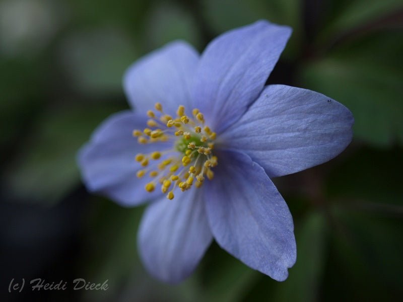 Anemone nemorosa 'Caerulea' - Herrenkamper Gärten - Pflanzenraritäten