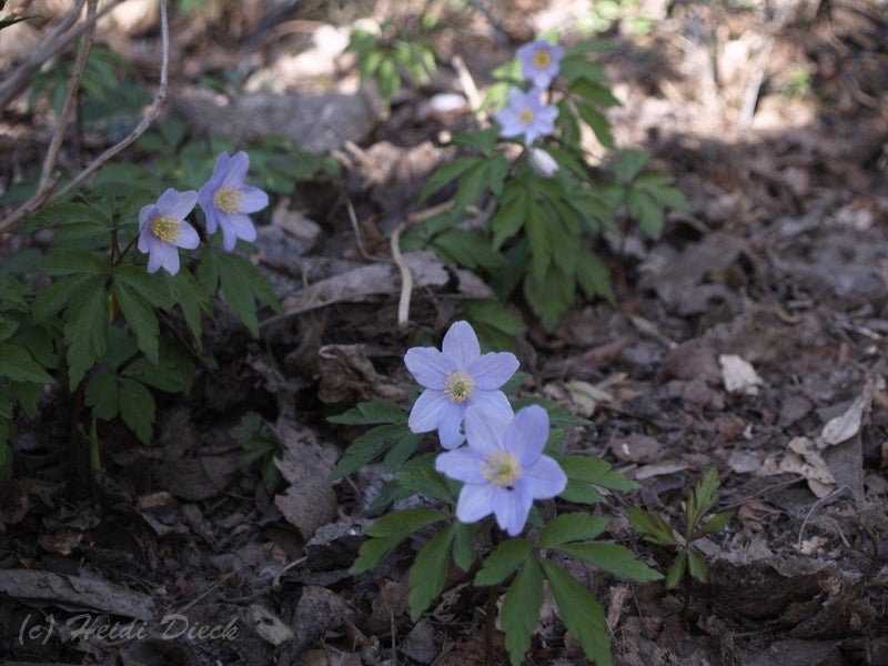 Anemone nemorosa 'Caerulea' - Herrenkamper Gärten - Pflanzenraritäten