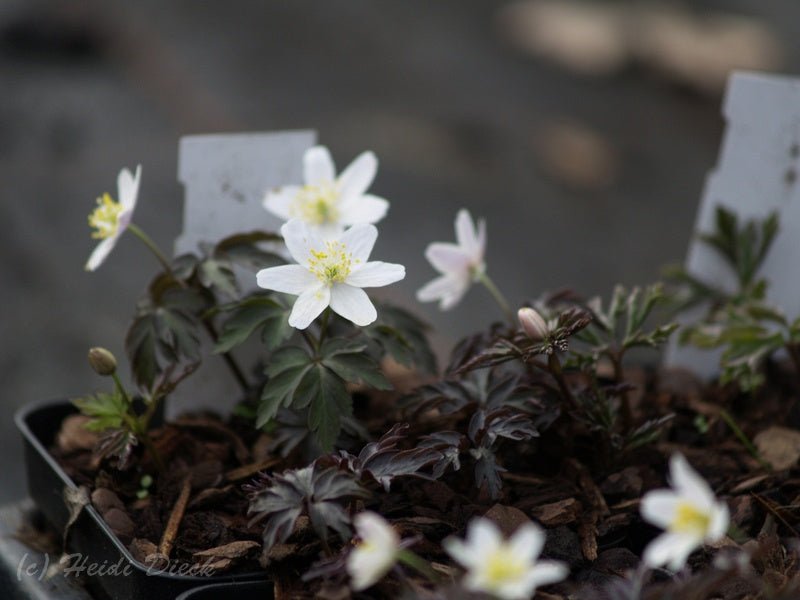 Anemone nemorosa 'Dark Leaf' - Herrenkamper Gärten - Pflanzenraritäten