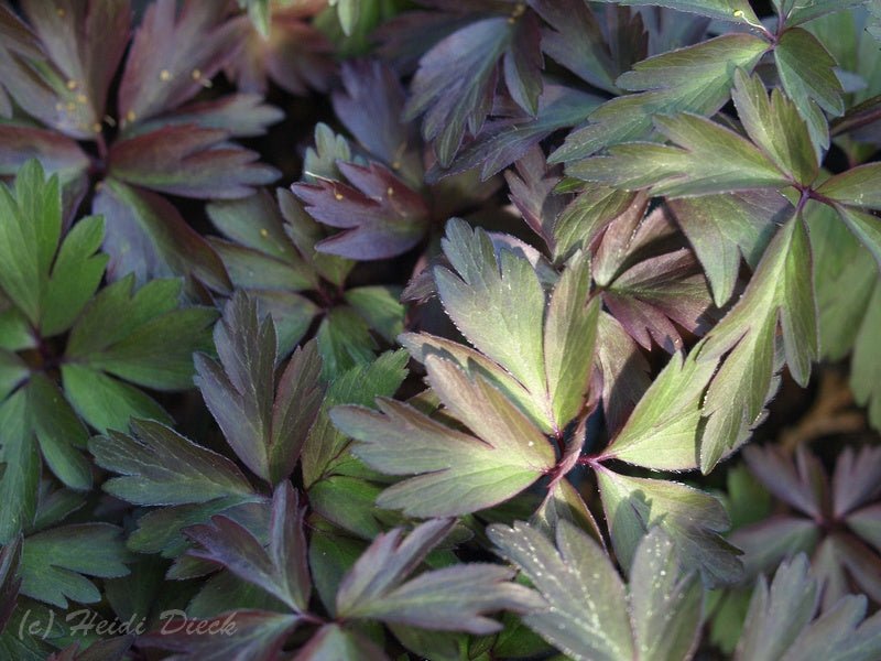 Anemone nemorosa 'Dark Leaf' - Herrenkamper Gärten - Pflanzenraritäten