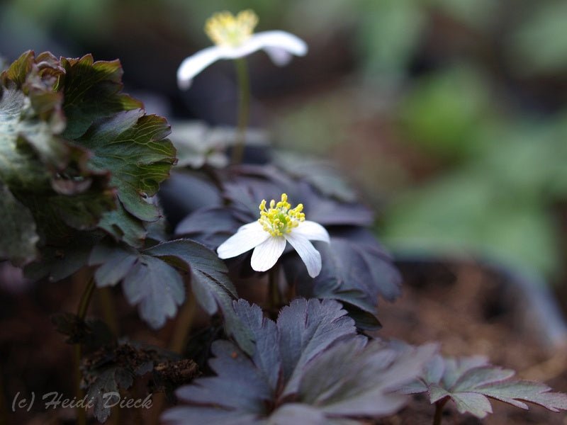 Anemone nemorosa 'Dark Leaf' - Herrenkamper Gärten - Pflanzenraritäten