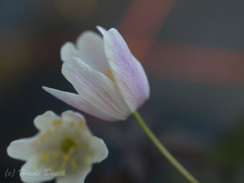 Anemone nemorosa 'Dark Leaf' - Herrenkamper Gärten - Pflanzenraritäten