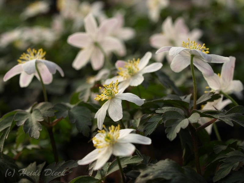 Anemone nemorosa 'Dark Leaf' - Herrenkamper Gärten - Pflanzenraritäten