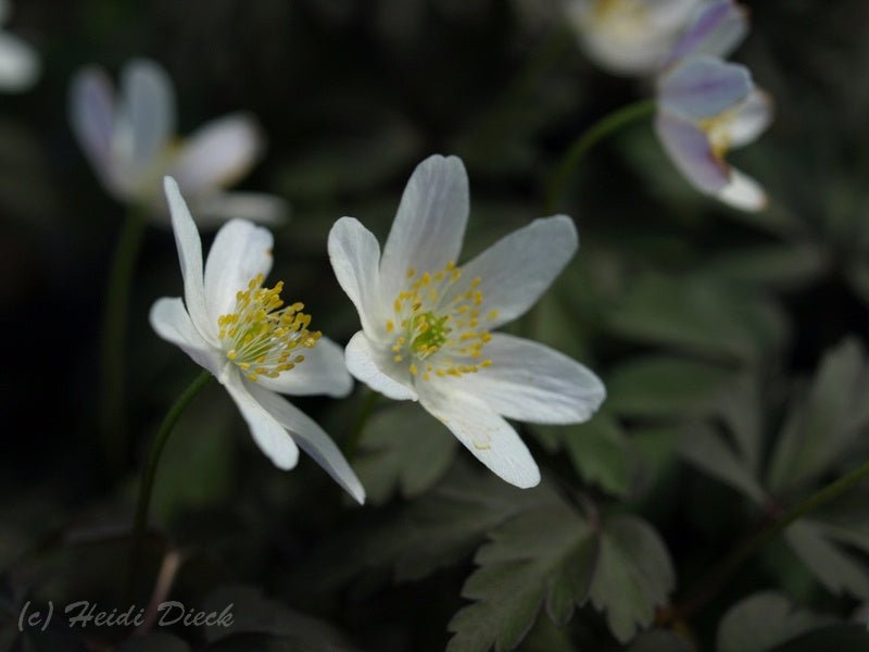 Anemone nemorosa 'Dark Leaf' - Herrenkamper Gärten - Pflanzenraritäten