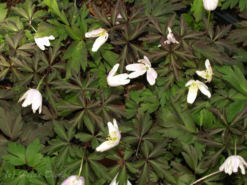 Anemone nemorosa 'Deisterglut' - Herrenkamper Gärten - Pflanzenraritäten