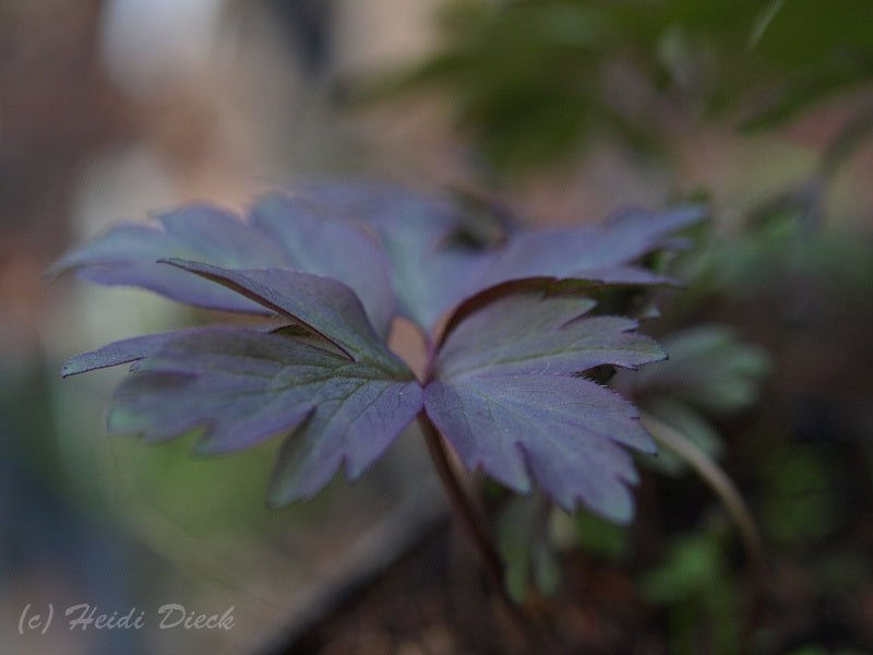 Anemone nemorosa 'Deisterglut' - Herrenkamper Gärten - Pflanzenraritäten