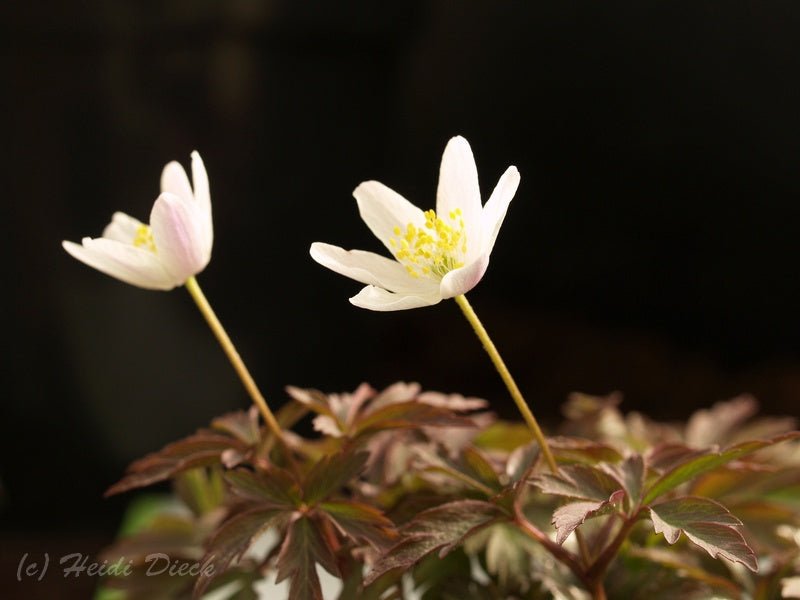 Anemone nemorosa 'Deisterglut' - Herrenkamper Gärten - Pflanzenraritäten