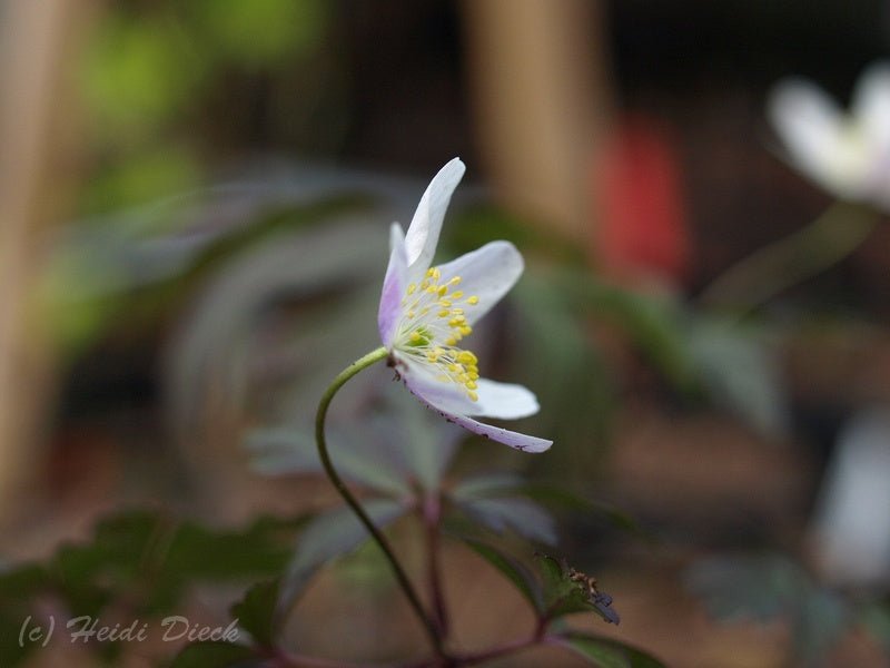 Anemone nemorosa 'Deisterglut' - Herrenkamper Gärten - Pflanzenraritäten