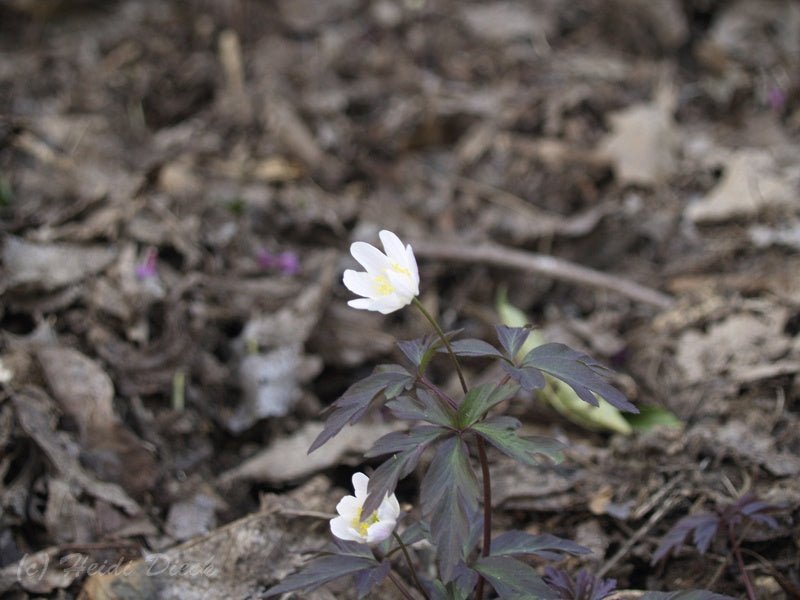 Anemone nemorosa 'Deisterglut' - Herrenkamper Gärten - Pflanzenraritäten