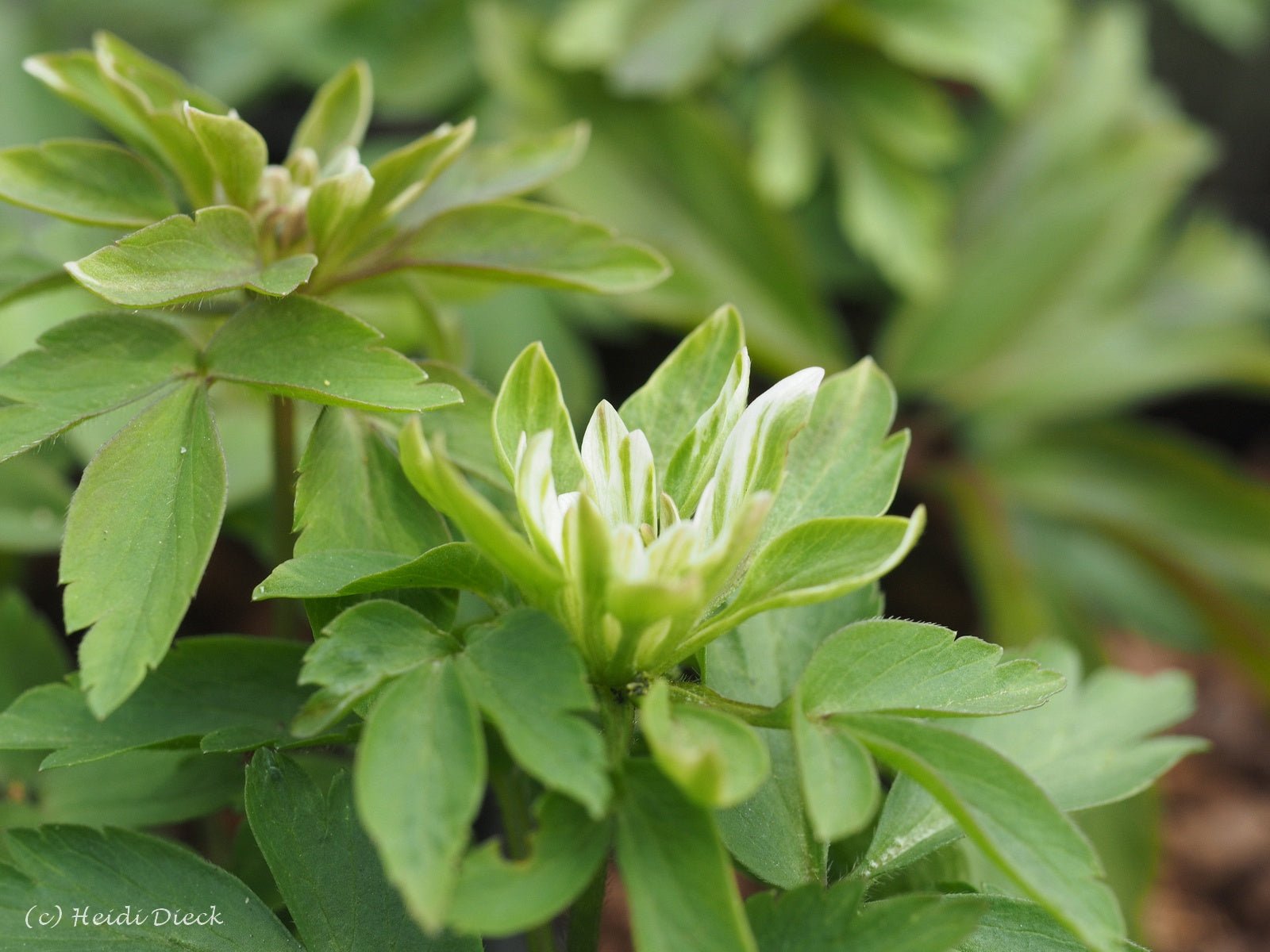 Anemone nemorosa 'Edgar' - Herrenkamper Gärten - Pflanzenraritäten