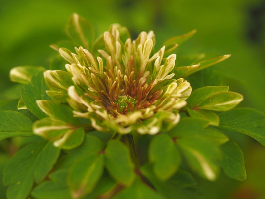 Anemone nemorosa 'Elisabeth' - Herrenkamper Gärten - Pflanzenraritäten