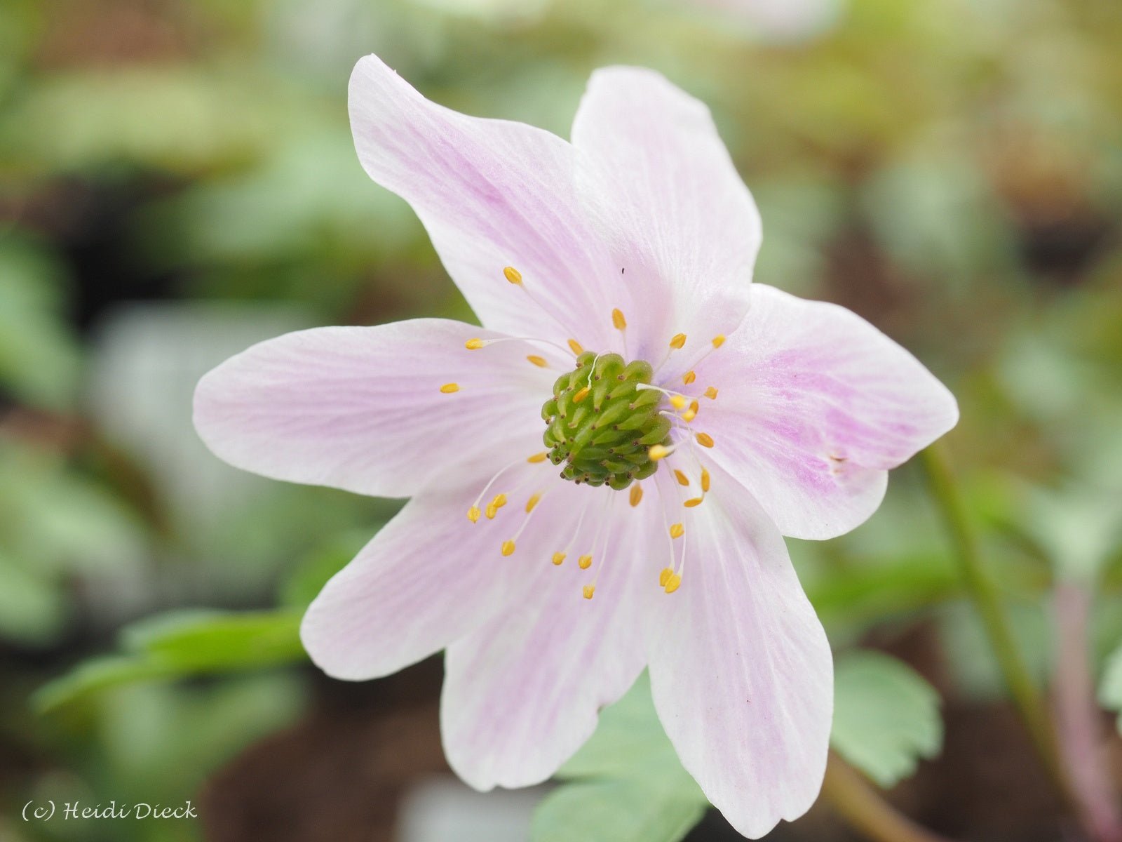 Anemone nemorosa 'Flushing' - Herrenkamper Gärten - Pflanzenraritäten