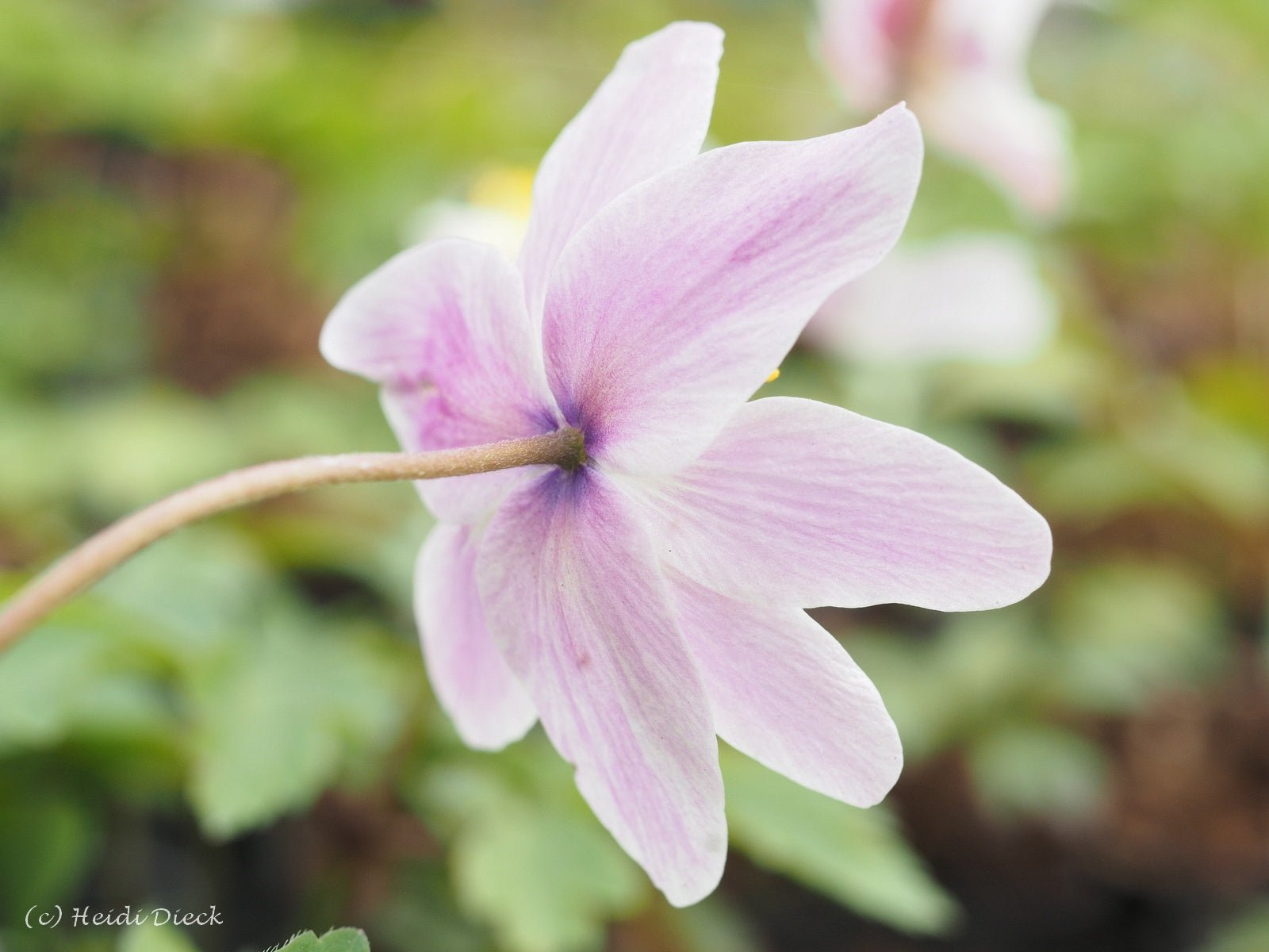 Anemone nemorosa 'Flushing' - Herrenkamper Gärten - Pflanzenraritäten