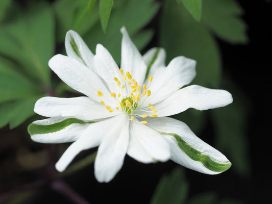 Anemone nemorosa 'Gerda Rasmussen' - Herrenkamper Gärten - Pflanzenraritäten