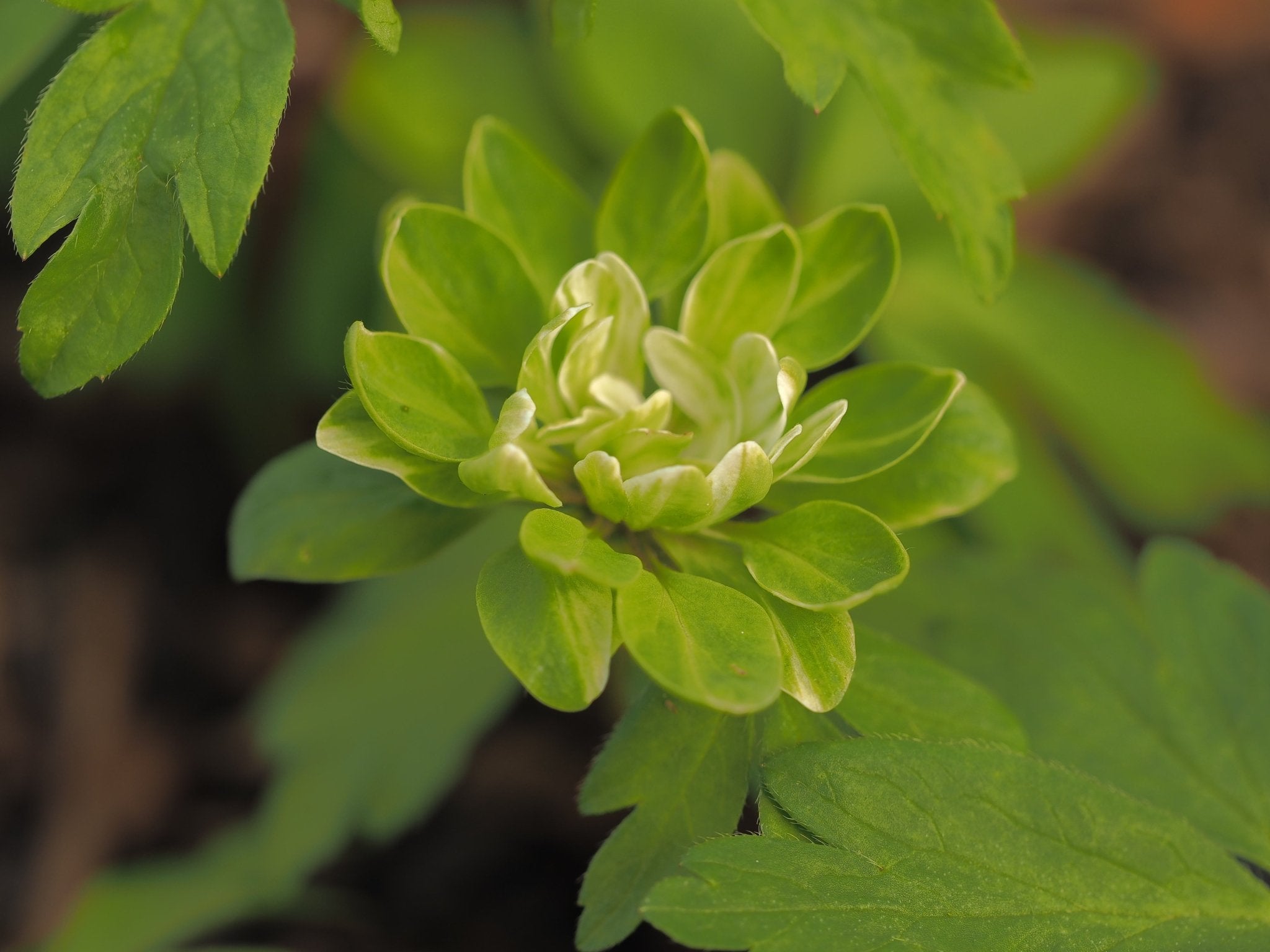 Anemone nemorosa 'Green Dragon' - Herrenkamper Gärten - Pflanzenraritäten