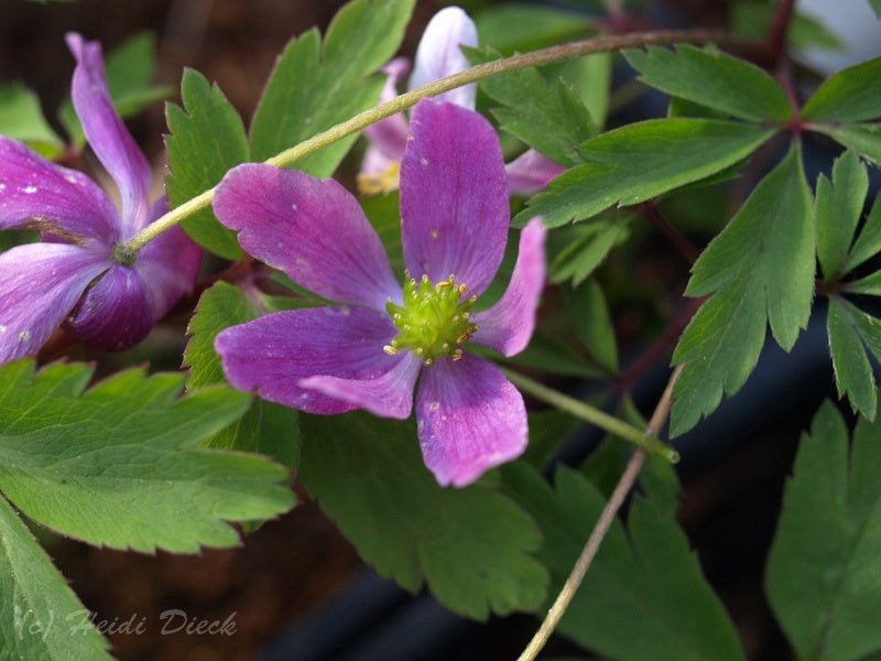 Anemone nemorosa 'Ice and Fire' - Herrenkamper Gärten - Pflanzenraritäten