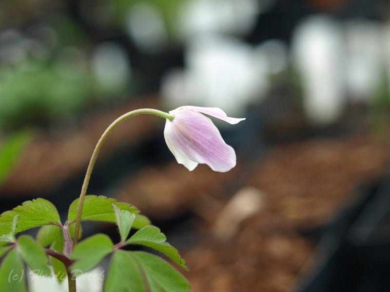 Anemone nemorosa 'Ice and Fire' - Herrenkamper Gärten - Pflanzenraritäten