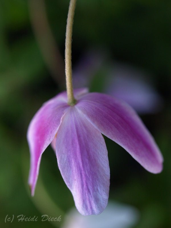 Anemone nemorosa 'Ice and Fire' - Herrenkamper Gärten - Pflanzenraritäten