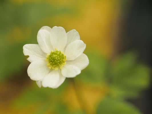 Anemone nemorosa 'Kapsede' - Herrenkamper Gärten - Pflanzenraritäten