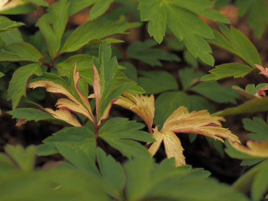 Anemone nemorosa 'Kassari Kirju' - Herrenkamper Gärten - Pflanzenraritäten