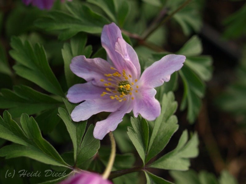 Anemone nemorosa 'Kentish Pink' - Herrenkamper Gärten - Pflanzenraritäten