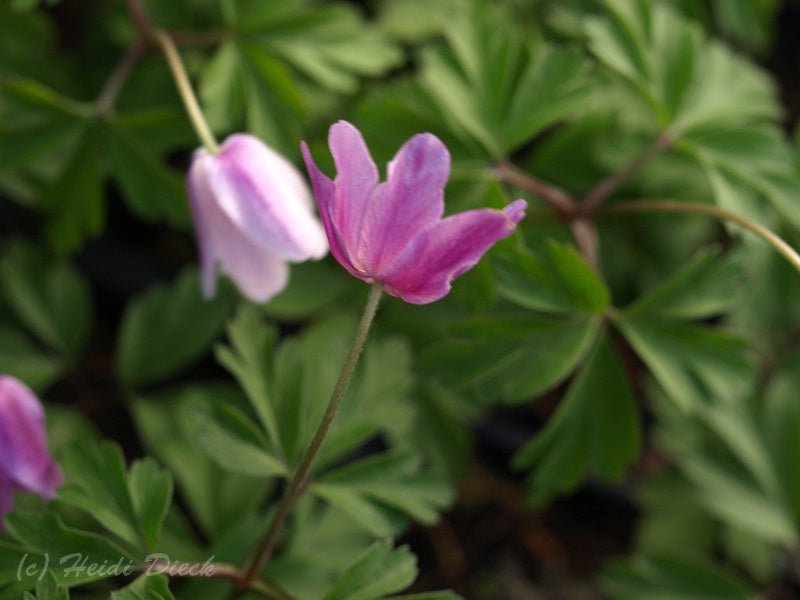 Anemone nemorosa 'Kentish Pink' - Herrenkamper Gärten - Pflanzenraritäten