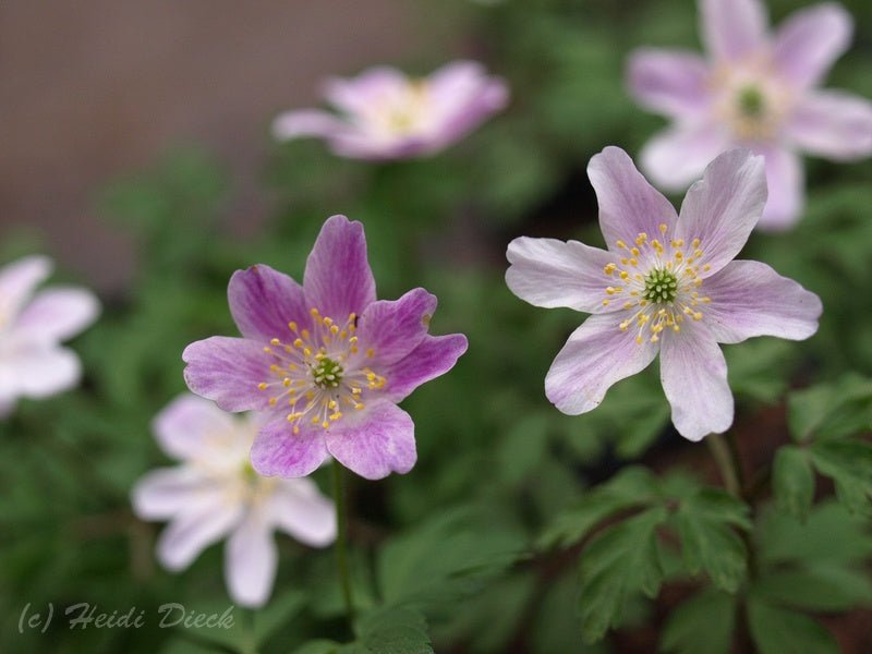 Anemone nemorosa 'Kentish Pink' - Herrenkamper Gärten - Pflanzenraritäten