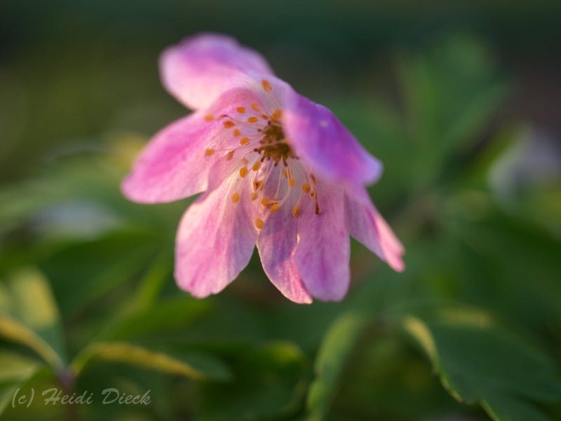 Anemone nemorosa 'Kentish Pink' - Herrenkamper Gärten - Pflanzenraritäten