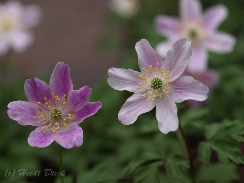 Anemone nemorosa 'Kentish Pink' - Herrenkamper Gärten - Pflanzenraritäten