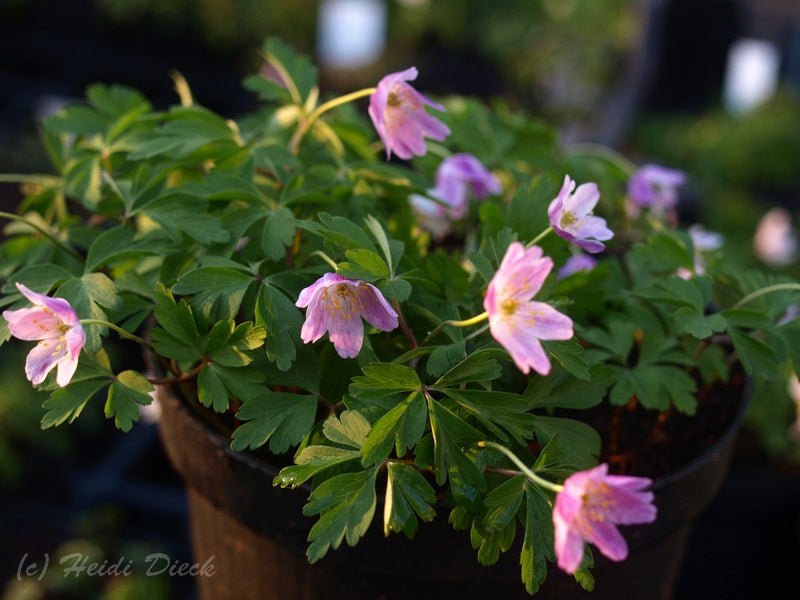 Anemone nemorosa 'Kentish Pink' - Herrenkamper Gärten - Pflanzenraritäten